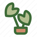 alocasia frydek, tropical, houseplant, indoor plant 