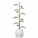 piper betle linn, plant, houseplant, plant pot, indoor plant, leaf, leaves, pot, decoration 