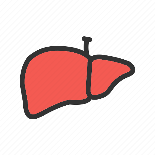 Anatomy, body, health, human, liver, medical icon - Download on Iconfinder