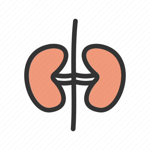 Anatomy, body, healthy, human, kidney, renal, urine icon - Download on Iconfinder
