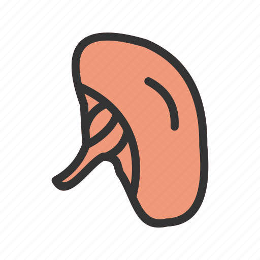 Anatomy, artery, body, human, organ, spleen, vein icon - Download on Iconfinder