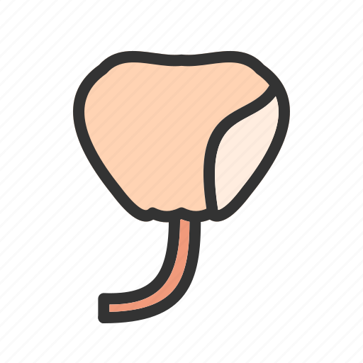 Anatomy, bladder, gland, human, male, prostate, system icon - Download on Iconfinder
