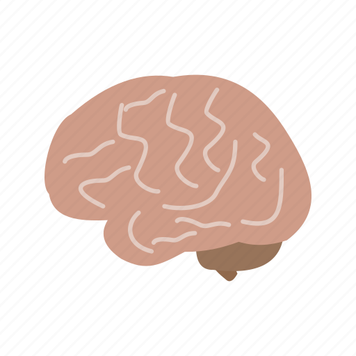 Body, brain, cerebellum, head, human, mind, organ icon - Download on Iconfinder