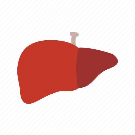 Anatomy, body, health, human, liver, medical icon - Download on Iconfinder