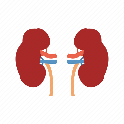 Anatomy, body, healthy, human, kidney, renal, urine icon - Download on Iconfinder