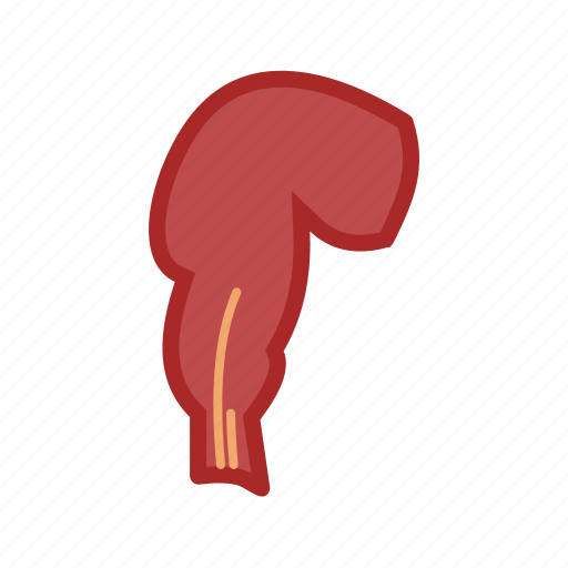 Canal, health, human, intestine, medical, rectum icon - Download on Iconfinder