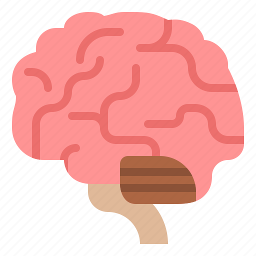 Brain, body, organ, anatomy, human, parts icon - Download on Iconfinder
