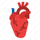heart, body, organ, anatomy, human, parts