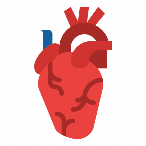 Heart, body, organ, anatomy, human, parts icon - Download on Iconfinder