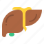 liver, body, organ, anatomy, human, parts 
