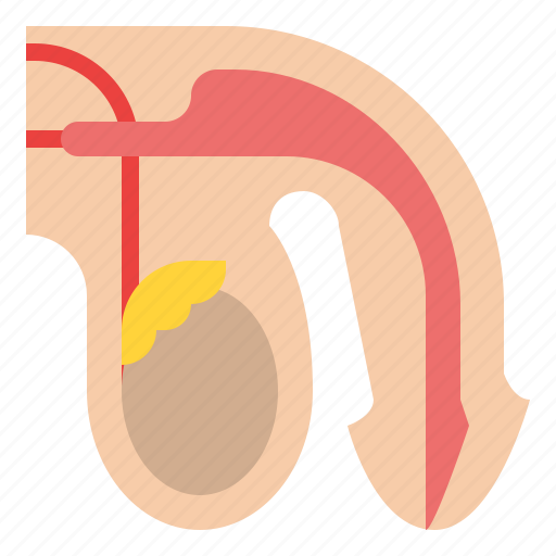 Testicle, body, organ, anatomy, human, parts icon - Download on Iconfinder