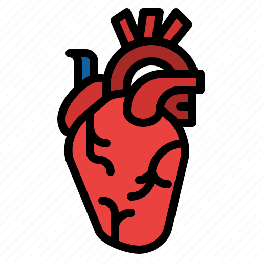 Heart, body, organ, anatomy, human, parts icon - Download on Iconfinder