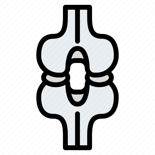 Joint, body, organ, anatomy, human, parts icon - Download on Iconfinder