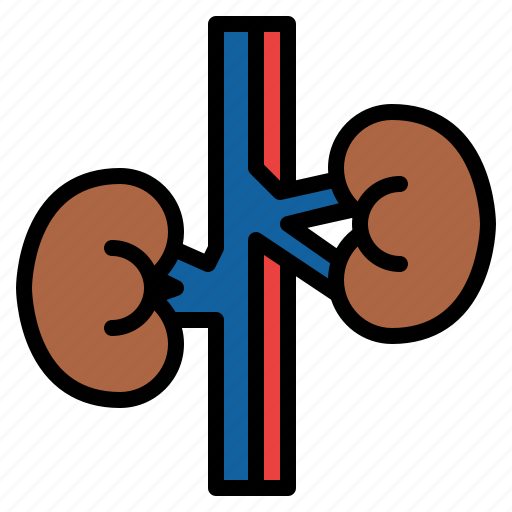Kidney, body, organ, anatomy, human, parts icon - Download on Iconfinder