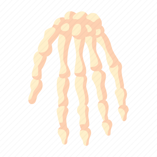 Hand, bones, skeleton, human, anatomy icon - Download on Iconfinder