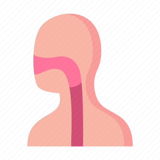 Pharynx, trachea, larynx, throat icon - Download on Iconfinder