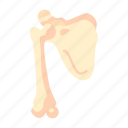 scapula, shoulder, bone, human, anatomy