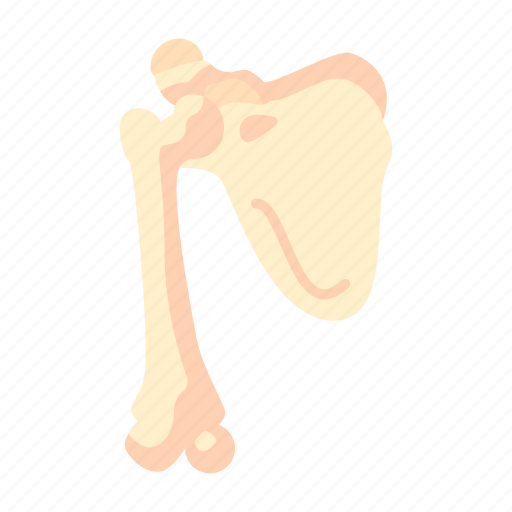 Scapula, shoulder, bone, human, anatomy icon - Download on Iconfinder