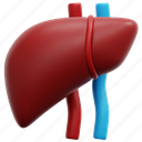 liver, anatomy, organ, medical, body, part, health, care, 3d, element 