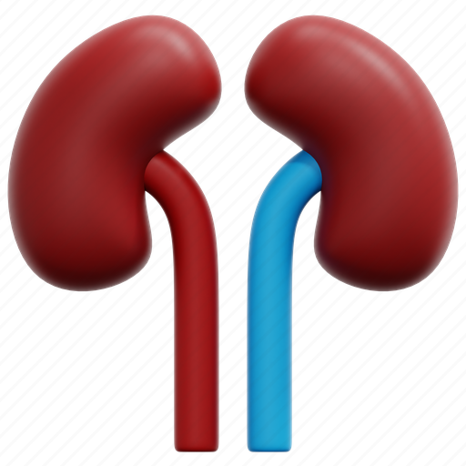 Kidney, kidneys, urologist, urology, anatomy, organ, medical 3D illustration - Download on Iconfinder
