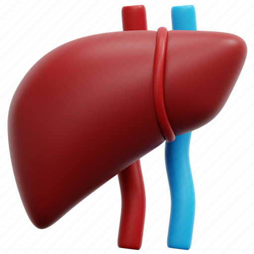Liver, anatomy, organ, medical, body, part, health 3D illustration - Download on Iconfinder