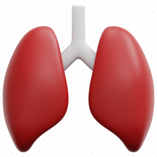 Lung, lungs, breath, healthcare, medical, anatomy, organ 3D illustration - Download on Iconfinder