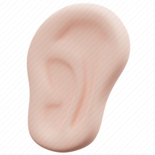Ear, body, hear, human, sound, anatomy, medical 3D illustration - Download on Iconfinder
