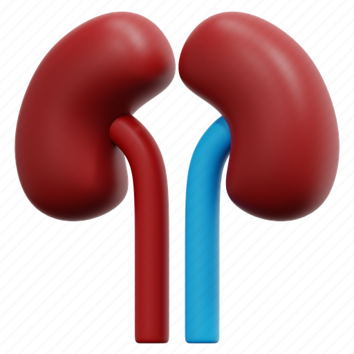 Kidney, kidneys, urologist, urology, anatomy, organ, medical 3D illustration - Download on Iconfinder