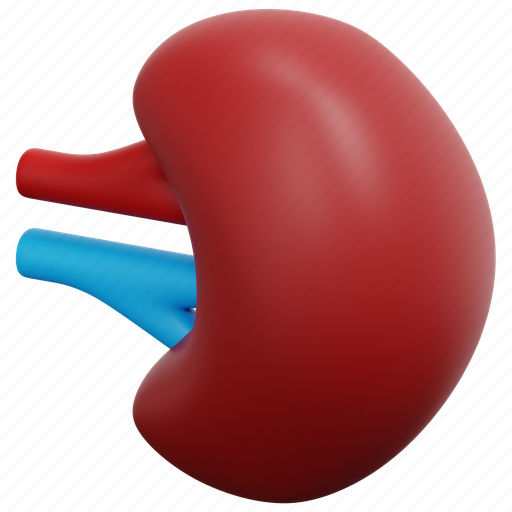 Spleen, lymph, nodes, immune, lymphatic, vessel, organ 3D illustration - Download on Iconfinder