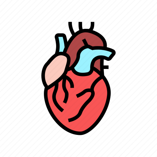 Heart, human, organ, internal, anatomy, stomach icon - Download on Iconfinder