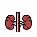 kidney, human, organ, internal, anatomy, stomach