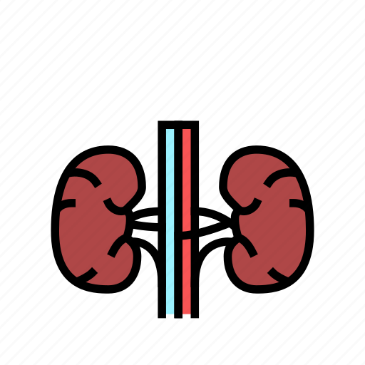 Kidney, human, organ, internal, anatomy, stomach icon - Download on Iconfinder