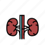 kidney, human, organ, internal, anatomy, stomach 
