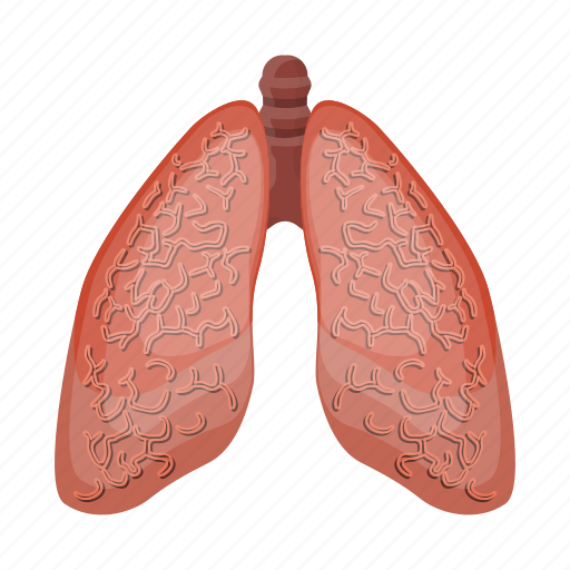 Anatomy, human, internal, lungs, medicine, organ icon - Download on Iconfinder