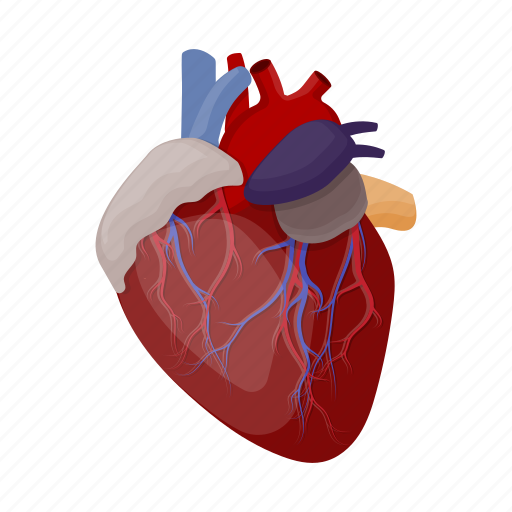Anatomy, heart, human, internal, medicine, organ icon - Download on Iconfinder