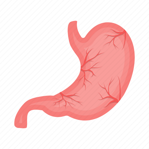 Anatomy, digestion, human, internal, medicine, organ, stomach icon - Download on Iconfinder