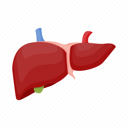 Anatomy, human, internal, liver, medicine, organ icon - Download on Iconfinder