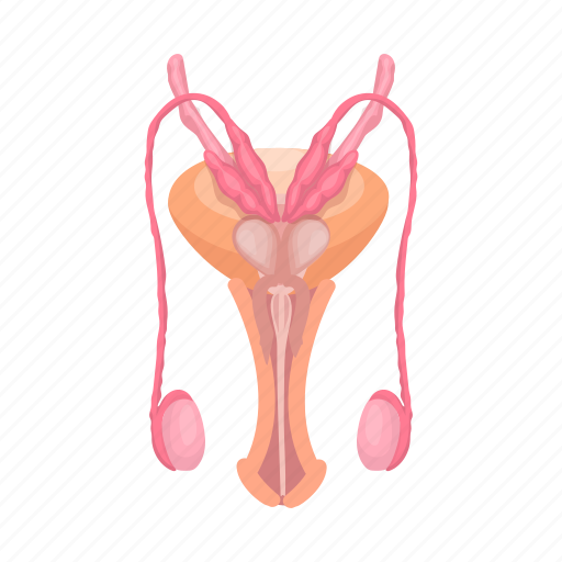 Anatomy, human, internal, male, medicine, organ, sexual icon - Download on Iconfinder