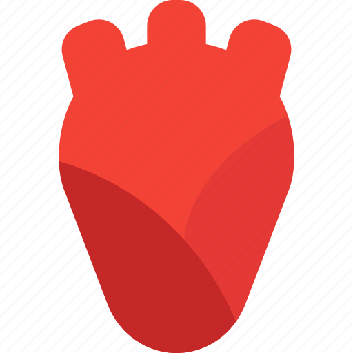 Heart, human, organ icon - Download on Iconfinder