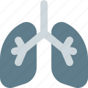 lungs, human, organ