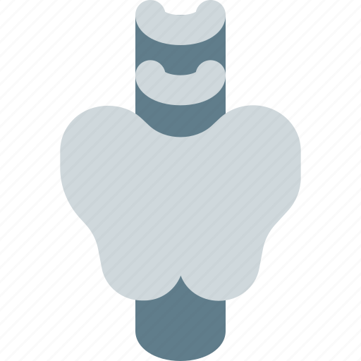 Thyroid, human, organ icon - Download on Iconfinder