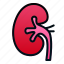 biologyhealth, human, kidney, organ