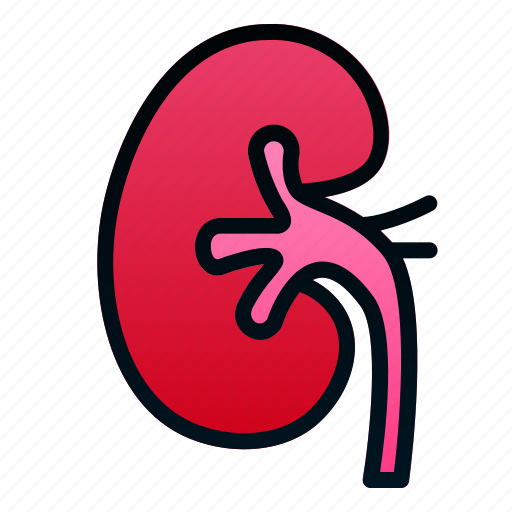 Biologyhealth, human, kidney, organ icon - Download on Iconfinder