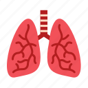 anatomy, lung, lungs, organ, respiratory, pulmonology, breath