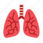 anatomy, lung, lungs, organ, respiratory, pulmonology, breath 