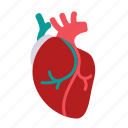 anatomy, blood, coronary, heart, organ, cardiology, human heart
