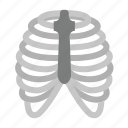bones, cage, human, rib, rib cage, skeleton, thorax