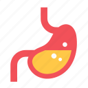 digestion, gastroenterology, stomach, anatomy, digest, organ