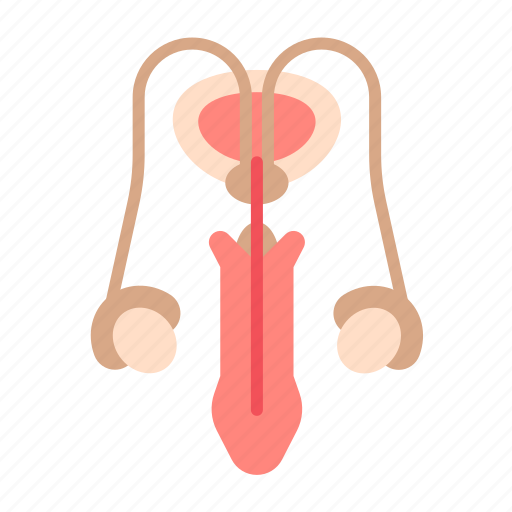 Anatomy, male, medical, reproductive, system, organ, penis icon - Download on Iconfinder