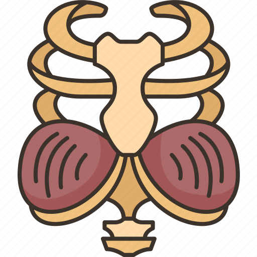 Diaphragm, respiratory, chest, body, health icon - Download on Iconfinder